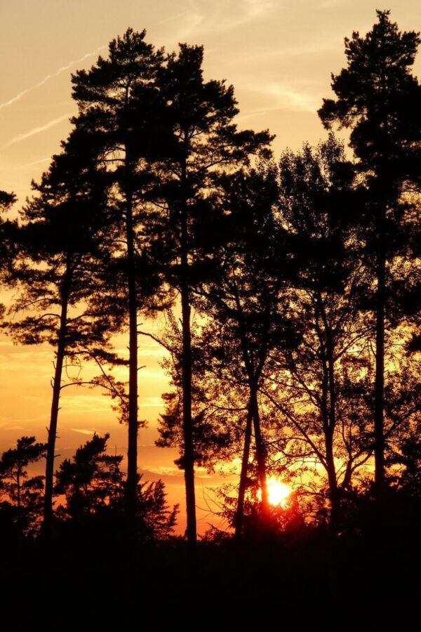trees, forest, sunset-141797.jpg